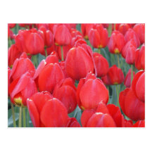 Red Tulips Closeup Photography on Cards Postcard