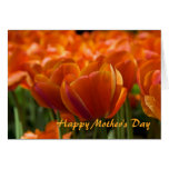 Red Tulips DSC0794 Cards