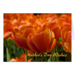Red Tulips DSC0794 Greeting Cards