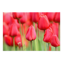 Red Tulips Photo