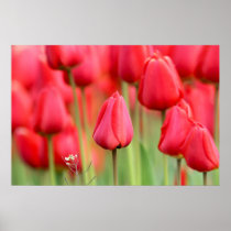 Red Tulips Photo posters