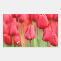 Red Tulips Photo stickers
