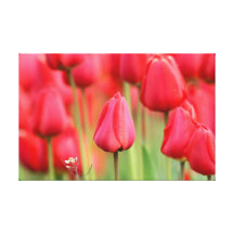 Red Tulips Photo Stretched Canvas Print