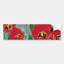 Red Tulips With Yellow And Black Centres flowers Bumper Stickers