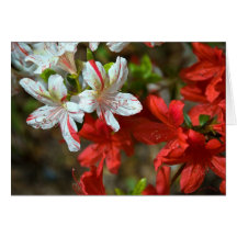 Red, White and Beautiful Greeting Card