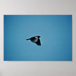 Red-wing Blackbird Poster