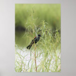 Red-Winged Blackbird Canvas Print
