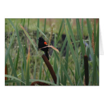 Red-Winged Blackbird Cards