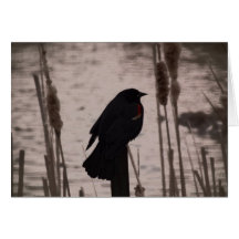 Red Winged Blackbird Greeting Card