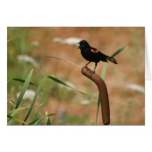 Red-Winged Blackbird Greeting Card