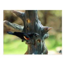 Red Winged Blackbird Post Card