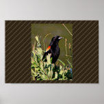 Red-winged Blackbird Poster