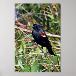 Red-winged blackbird posters