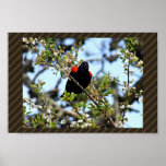 Red-winged blackbird print