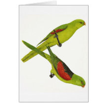 Red-winged Parrot Pair - Aprosmictus erythropterus Cards