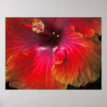 red yellow flower poster