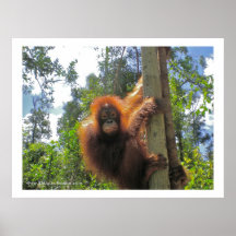 Redhead in Indonesia Print