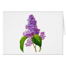 Redoute Lilacs Greeting Card