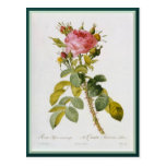 Redoute Rose Postcards