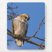 Redtail Mouse Guard Mouse Mats