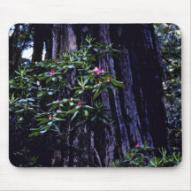 Redwood And Rhododendron, Prairie Creek Mouse Pad