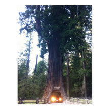 RedWood Forest Postcards