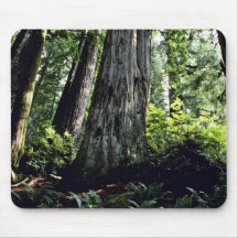 Redwood Forest, Prairie Creek Mouse Pads