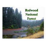 Redwood National Forest Postcard