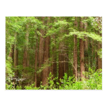 Redwood Trees Postcard