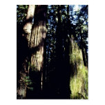 Redwoood Forest Postcards
