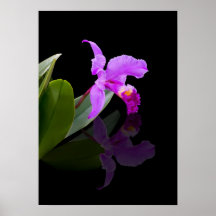Reflected Beauty Orchid Print