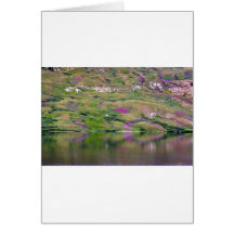 Reflection Greeting Cards