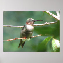 Regal Ruby-throat Poster