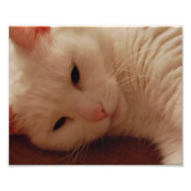 Relaxed Kitty Photographic Print