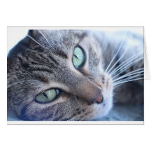 Relaxing cat cards