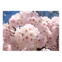 Reminder Cards Service Appointments Pink Blossoms Business Cards