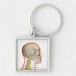 Rendering of the nerves of the neck keychain