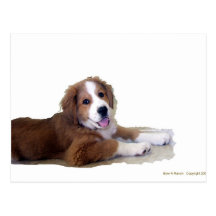 Rescue Buddy Smile Post Cards