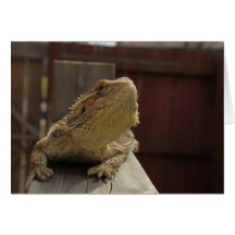 Resting Bearded Dragon Cards
