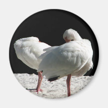 Resting Birds Refrigerator Magnet