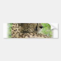 Resting Cheetah Bumper Sticker
