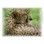 Resting Cheetah Card Greeting Card