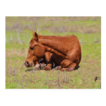Resting in the Sun Post Card