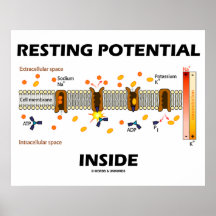 Resting Potential Inside (Active Transport Na-K) Posters