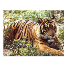 Resting Sumatran Tiger Postcard