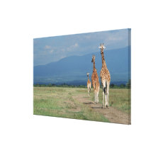 Reticulated Giraffe (Giraffa camelopardalis) 3 Gallery Wrap Canvas