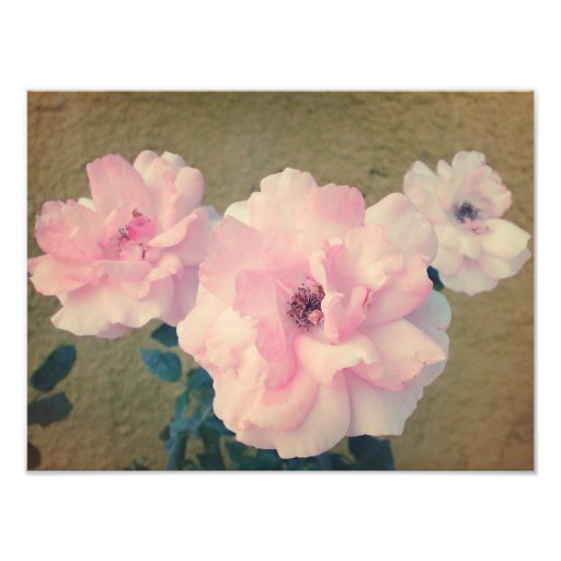 Retro Roses 1 Photo Print