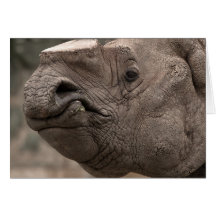 Rhino 8856 greeting cards