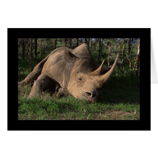 Rhino Resting Card