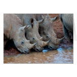 Rhinos drinking water Card